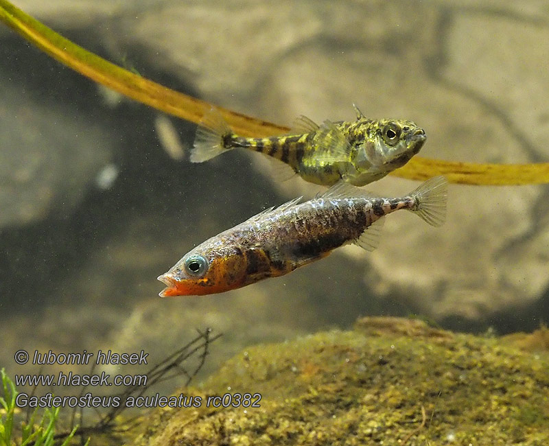 Gasterosteus aculeatus