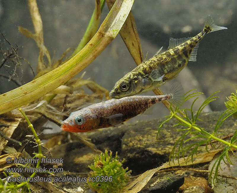 Gasterosteus aculeatus