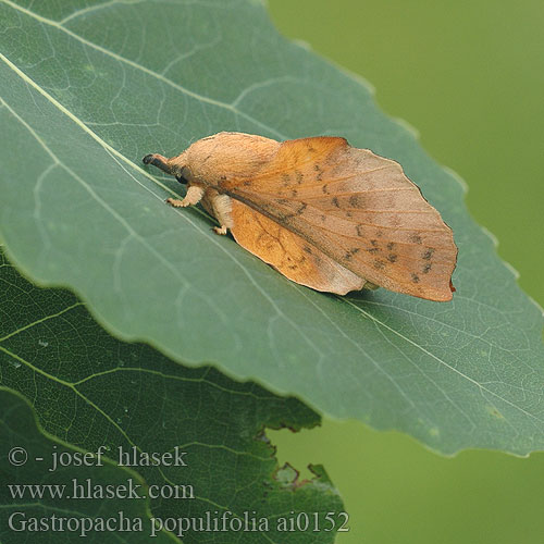 Gastropacha populifolia Barczatka chochołówka sárga pohók