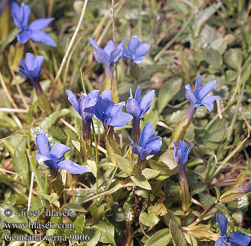 Gentiana verna Spring Gentian Frühlings-Enzian Пролетна тинтява