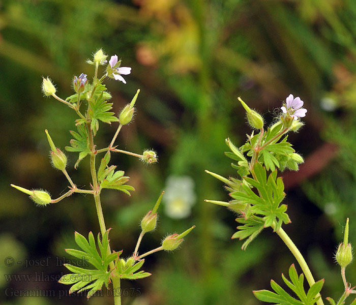 Geranium pusillum Kakost maličký Sparvnäva