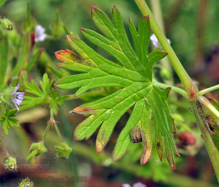Kakost maličký Geranium pusillum