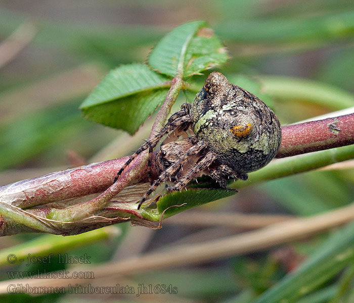 Gibbaranea bituberculata Buskpuckelspindel 雙瘤吉園蛛