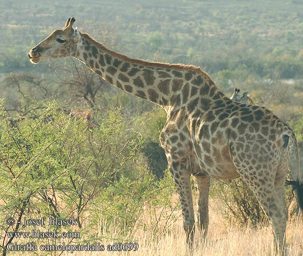 Giraffa camelopardalis ad0699