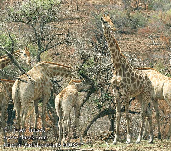 Giraffa camelopardalis ad0881
