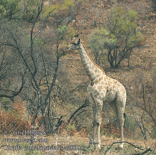 Giraffa camelopardalis ad0905