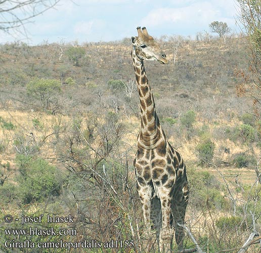 Giraffa camelopardalis ad1155