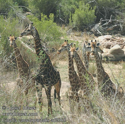 Giraffa camelopardalis ad2065