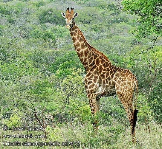 Giraffa camelopardalis ad3672