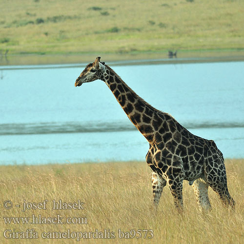 Giraffa camelopardalis ba9573