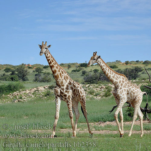 Giraffa camelopardalis bb2358
