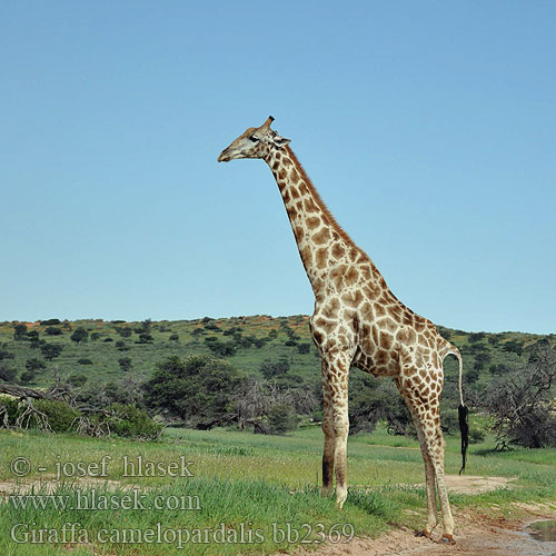 Giraffa camelopardalis bb2369