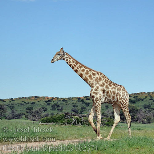 Giraffa camelopardalis bb2374