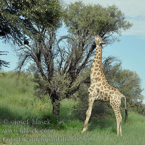 Giraffa camelopardalis bb2375