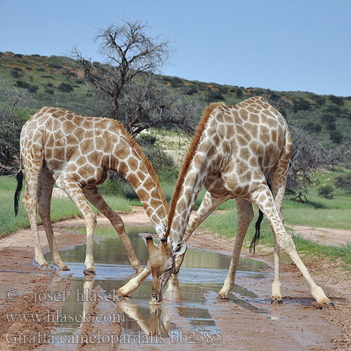 Giraffa camelopardalis bb2385