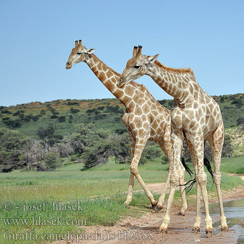 Giraffa camelopardalis bb2388