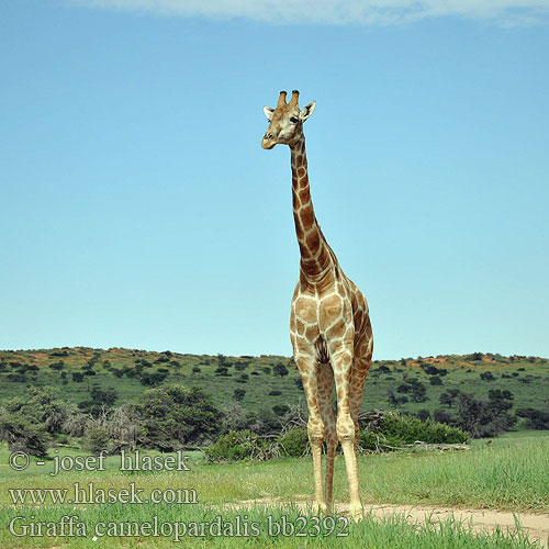 Giraffa camelopardalis bb2392