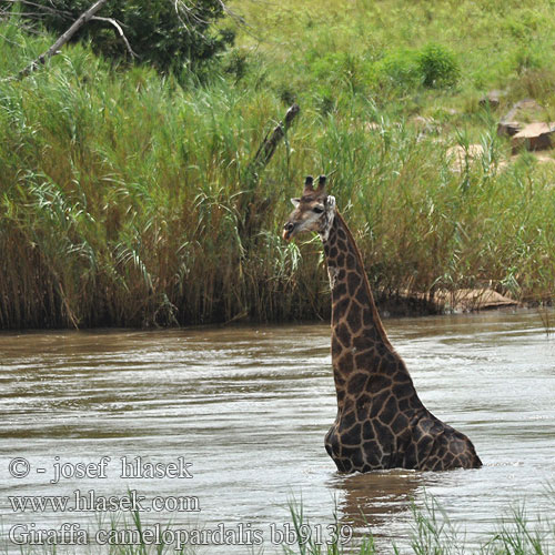 Giraffa camelopardalis bb9139