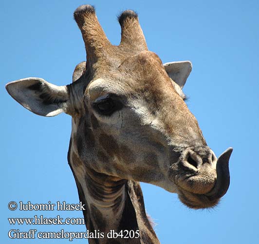 Giraffa camelopardalis db4205