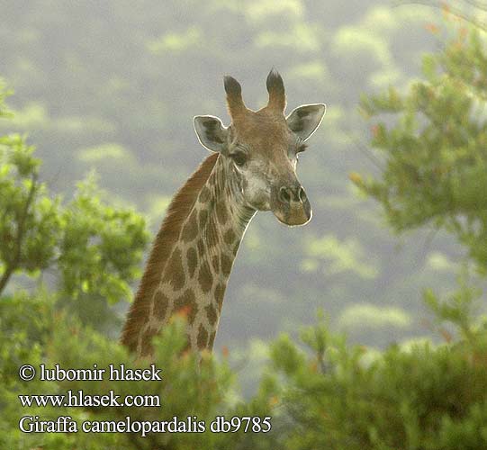 Giraffa camelopardalis db9785