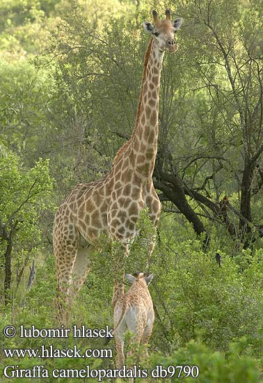 Giraffa camelopardalis db9790