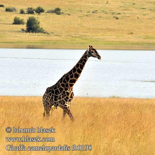 Giraffa camelopardalis fb0198