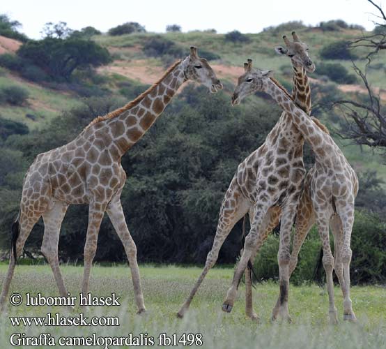 Giraffa camelopardalis fb1498