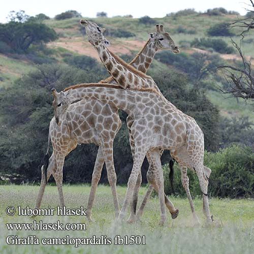 Giraffa camelopardalis fb1501