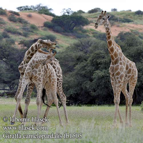 Giraffa camelopardalis fb1505