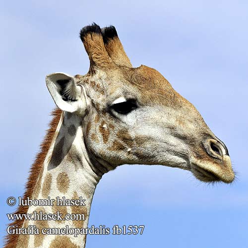 Giraffa camelopardalis fb1537