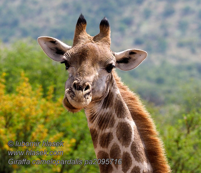 Giraffa_camelopardalis_pa2095716