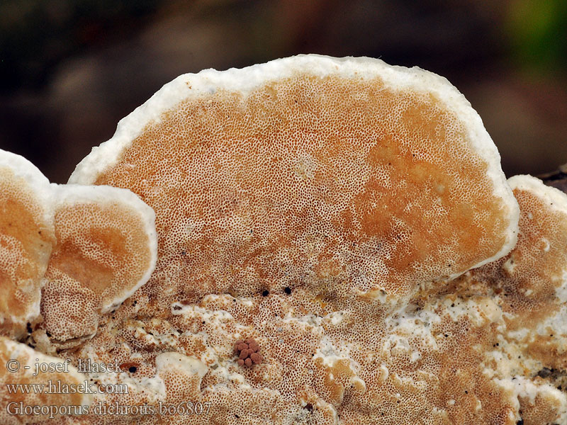 Gloeoporus dichrous Klejoporek dwubarwny