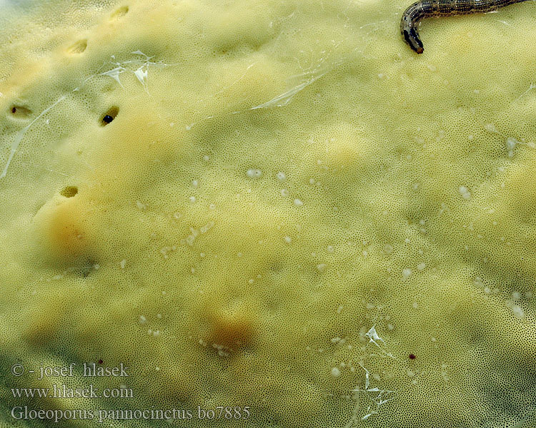 Глеопорус бахромчатокрайний Церипориопсис войлочно-опоясанныйv Gloeoporus pannocinctus