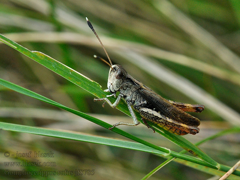 Gomphocerippus rufus Rufous grasshopper Рыжий кузнечик Mułek buławkowaty