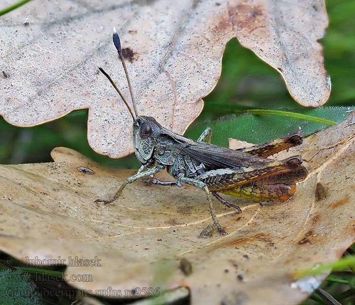 Gomphocerippus rufus Rufous grasshopper