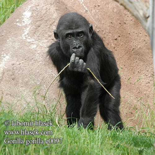 Gorilla gorilla e0097
