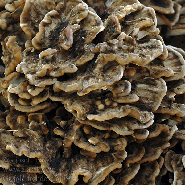 Trsnatec lupenitý Korallticka Polyporus frondosus intybaceus intybacea korallkjuke