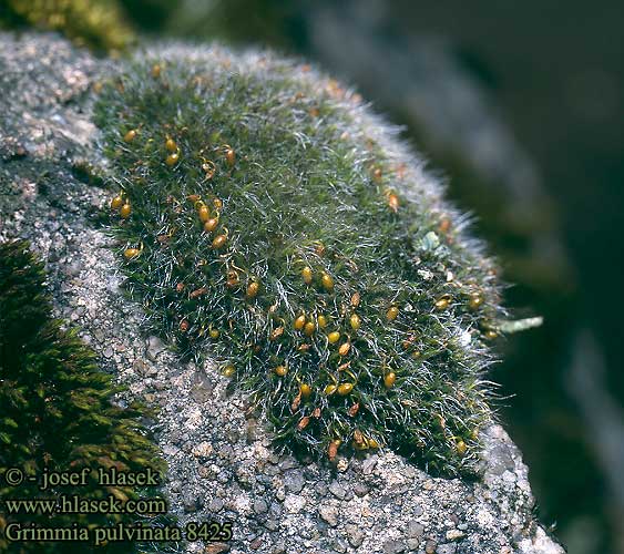 Grimmia pulvinata Silver Sidewalk Cushion Moss Butbladet gramos