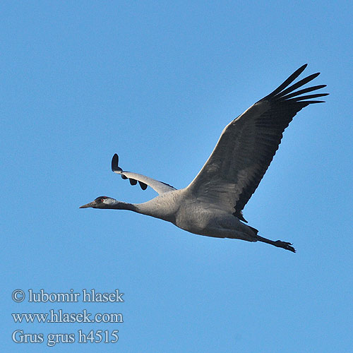 Dzërve Sookurg Grus grus Common Crane