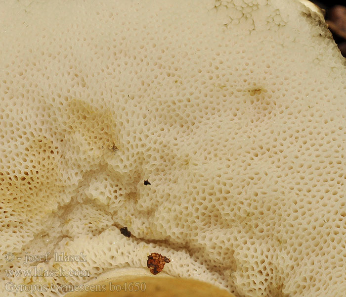 Gyroporus cyanescens Piaskowiec modrzak