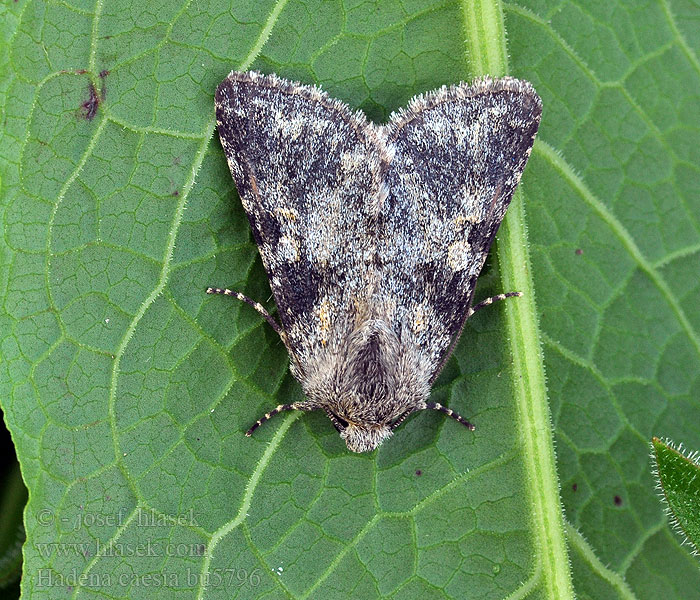 Hadena caesia Graue Nelkeneule Grey moth