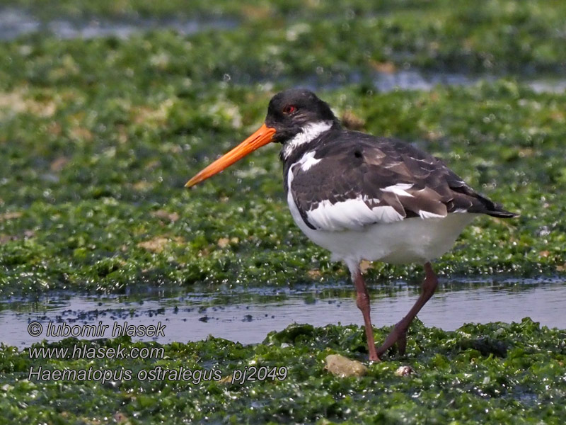 Eurasian Oystercatcher Gille-Brìghde Austernfischer Huîtrier-pie Haematopus ostralegus