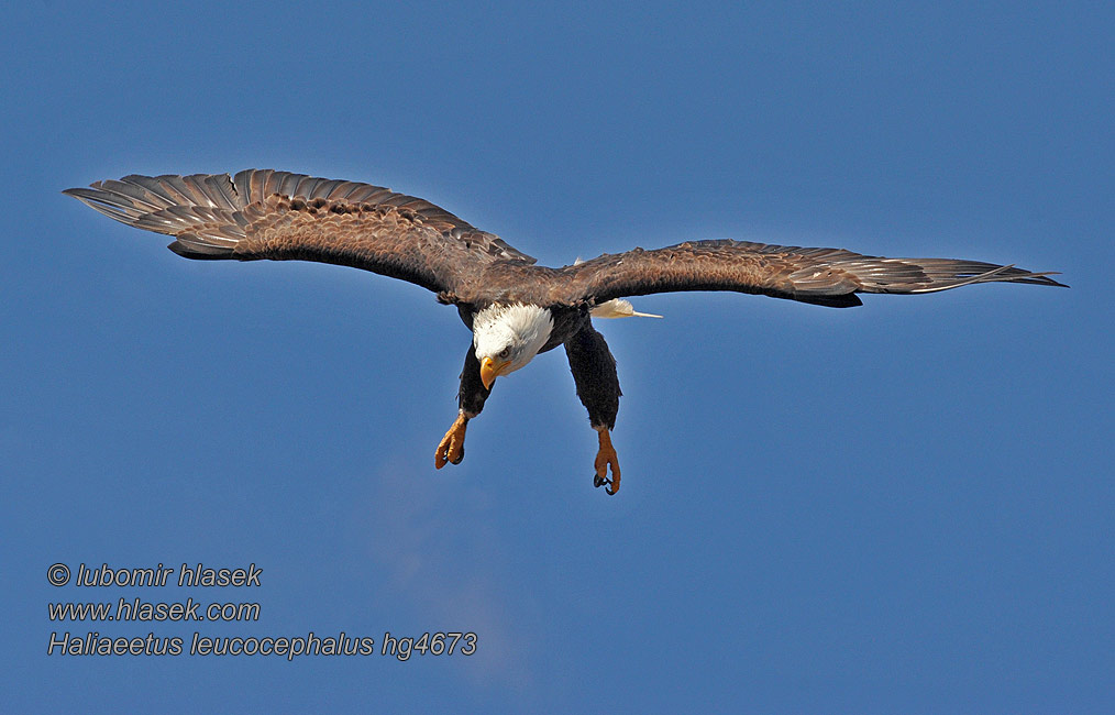 American Bald Eagle Hvidhovedet havørn Haliaeetus leucocephalus