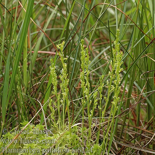 Hammarbya paludosa Malaxis Marsh Orchid Swartz Bog Adder's Mouth