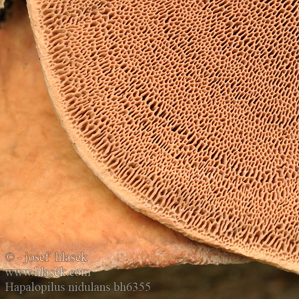 Hapalopilus nidulans bh6355
