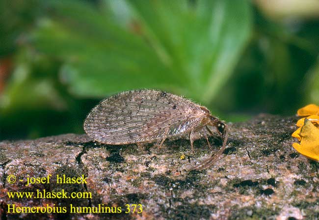 Hemerobius humulinus CZ: denivka zlatohlavá