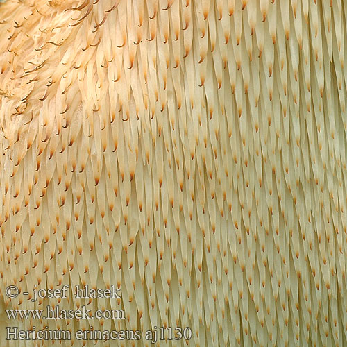 Hericium erinaceus Koralovec ježovitý Melena león Aslan yelesi