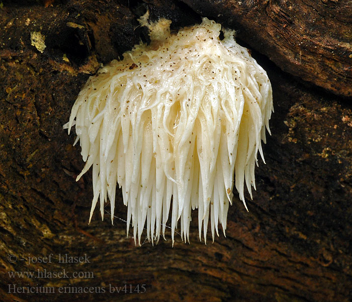 Hericium erinaceus Korálovec ježatý