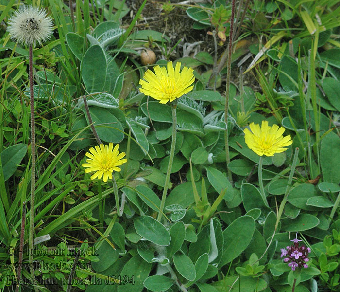 Jestřábník chlupáček Hieracium pilosella