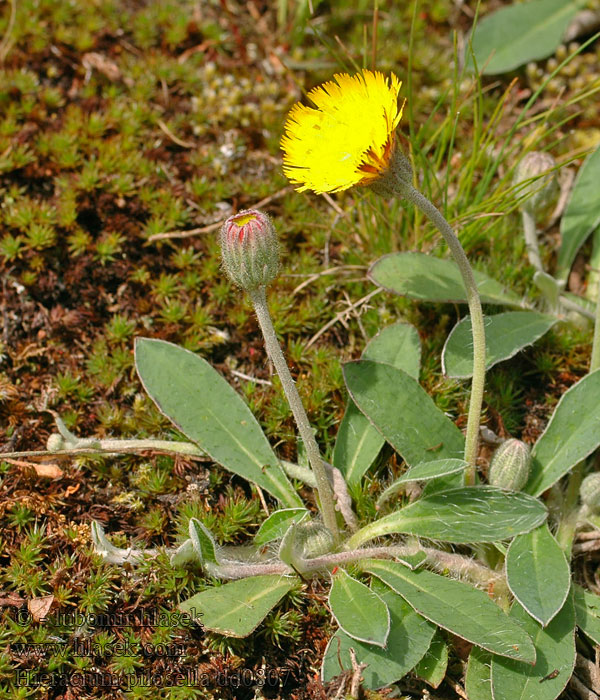 Jastrzębiec kosmaczek Hieracium pilosella